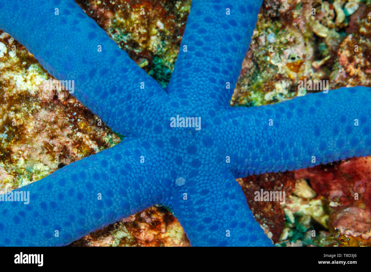 Close up of center of a turquoise  Blue sea star Linckia laevigata Stock Photo