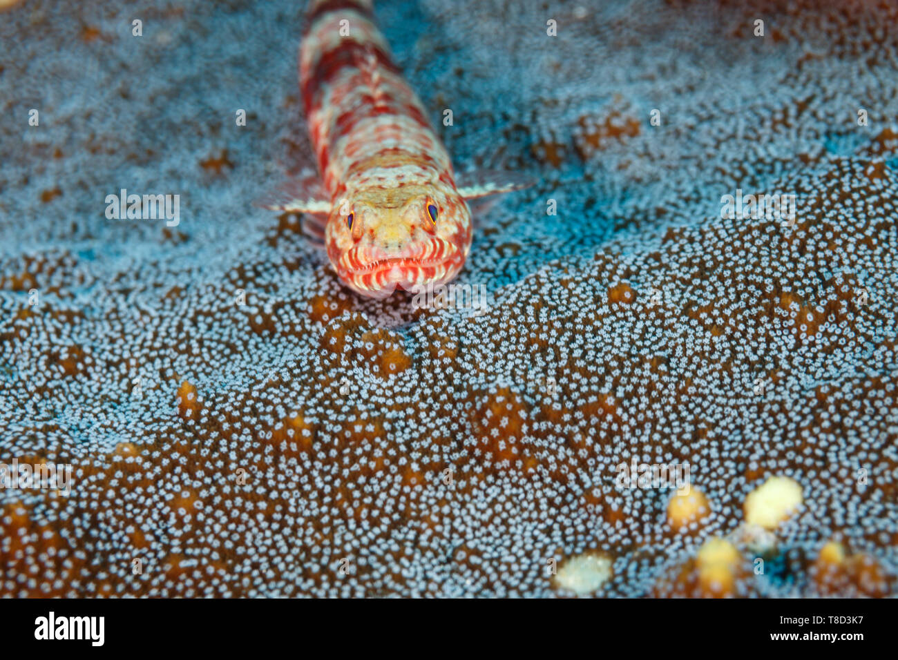 Striped Triplefin, Helcogramma striatum blenny hovers above staghorn coral polyps Stock Photo