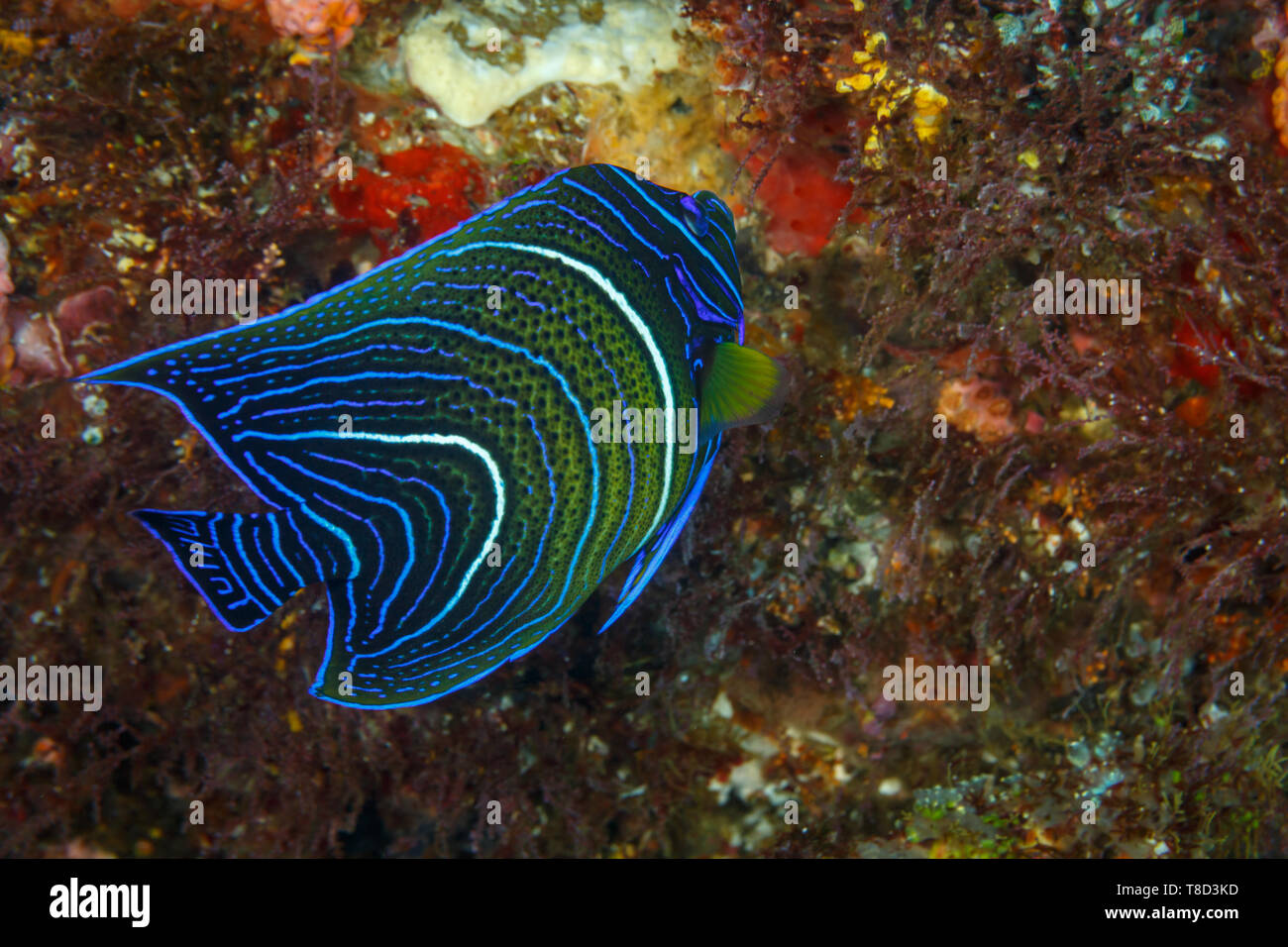 Closeup of juvenile emperor angelfish, pomacanthus imperator, with blue and white circle pattern of scales on side Stock Photo