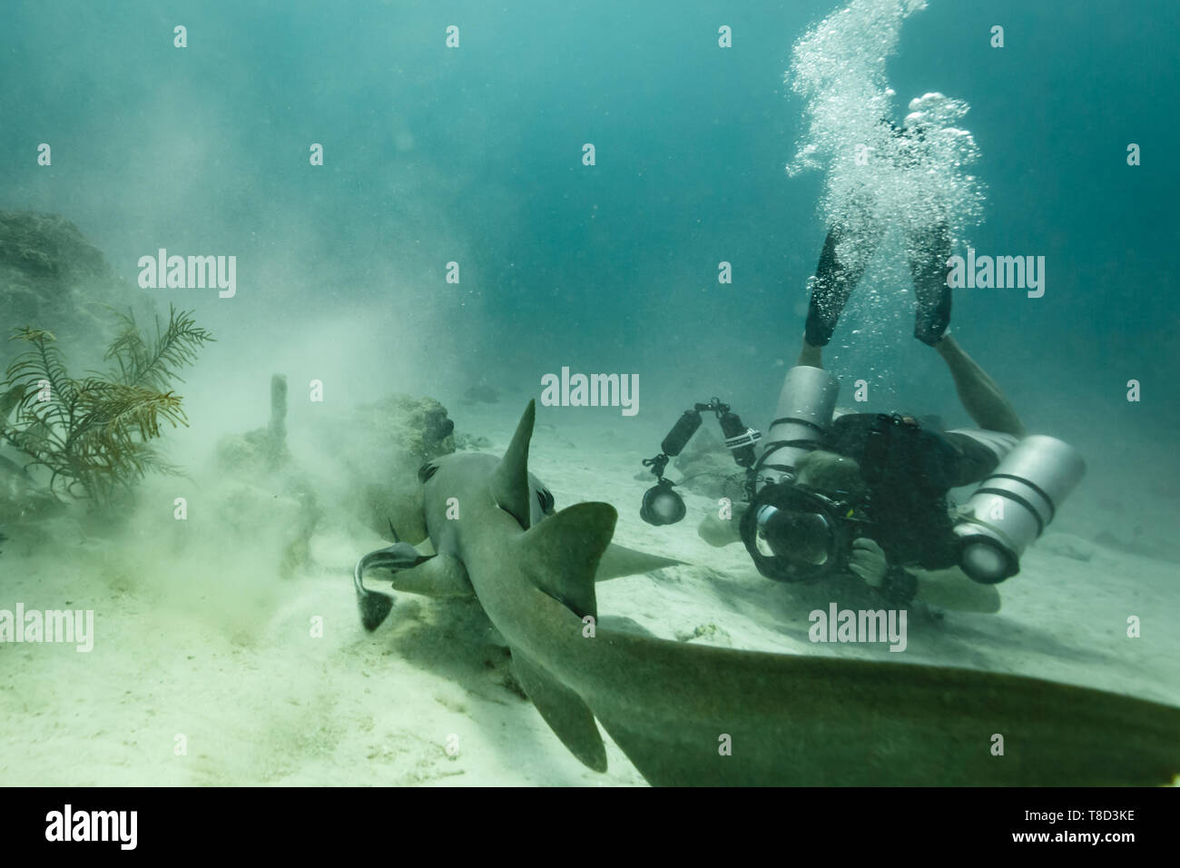 Underwater scuba photographers captures close up of nurse shark, Ginglymostoma cirratum Stock Photo