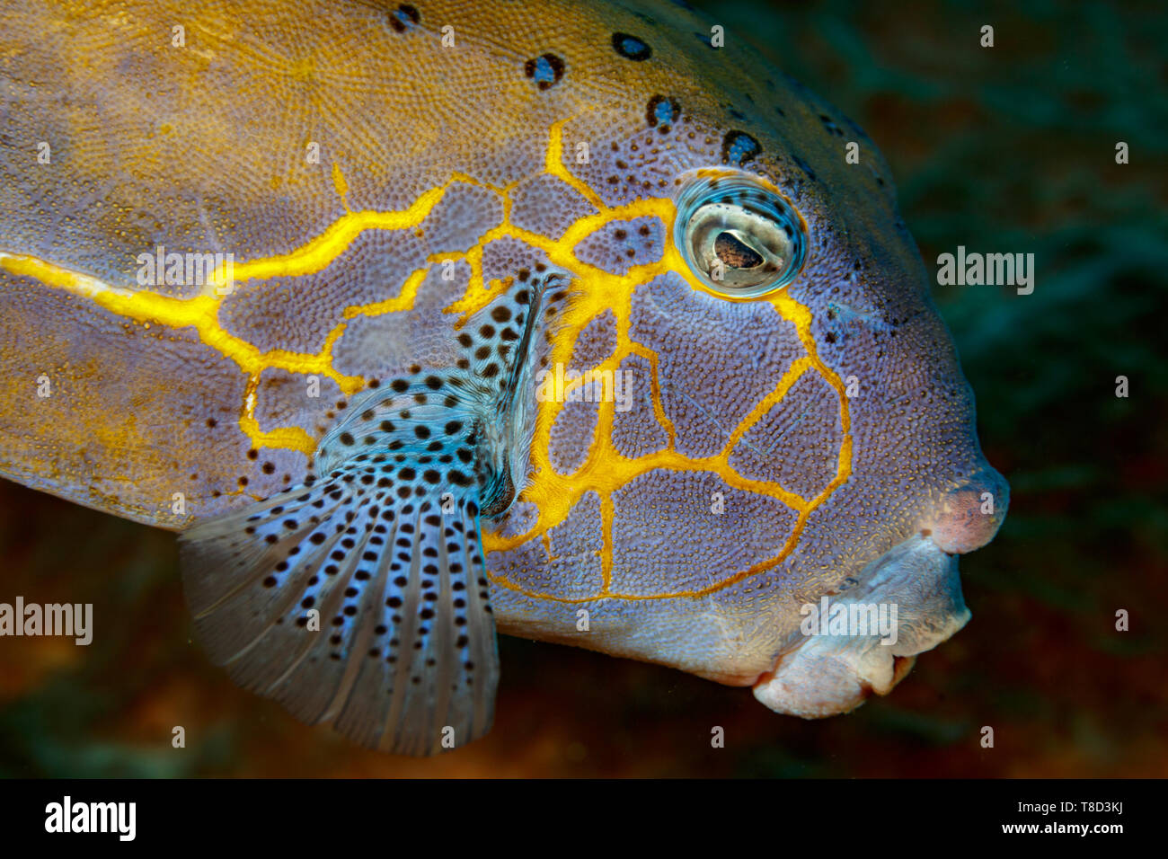 Closeup of head of coral reef fish in Indonesia with turquoise with with black spot fins and ring around eye and yellow pattern on side of face Stock Photo