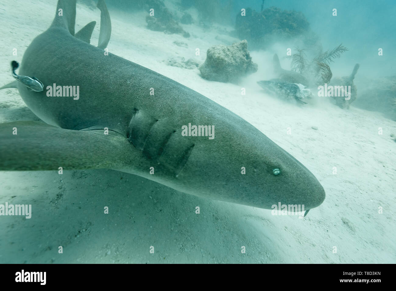 Close up of brown nurse shark, Ginglymostoma cirratum, hovering over floor of reef Stock Photo