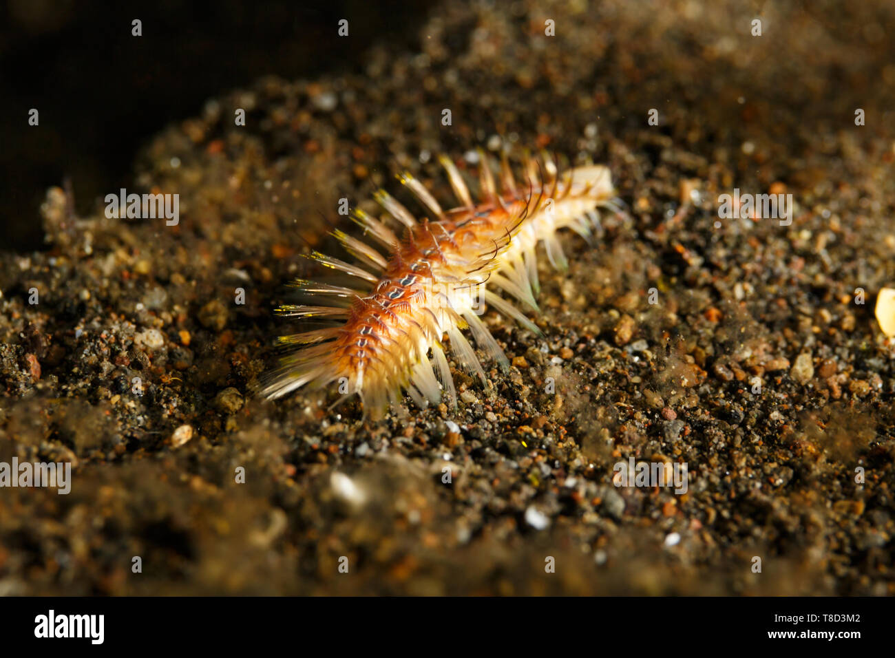 Closeup of Darklined Bristle Worm, or Fireworm, Chloeia fusca Stock Photo