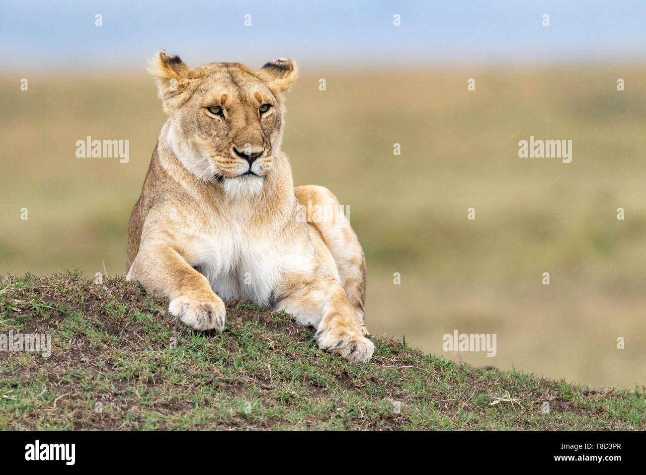 Kenya, Masai Mara Game Reserve, lion (Panthera leo), female resting on ...