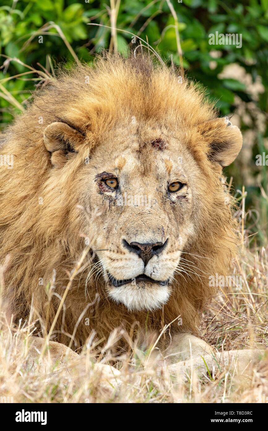 Kenya, Masai Mara Game Reserve, lion (Panthera leo), male Stock Photo ...