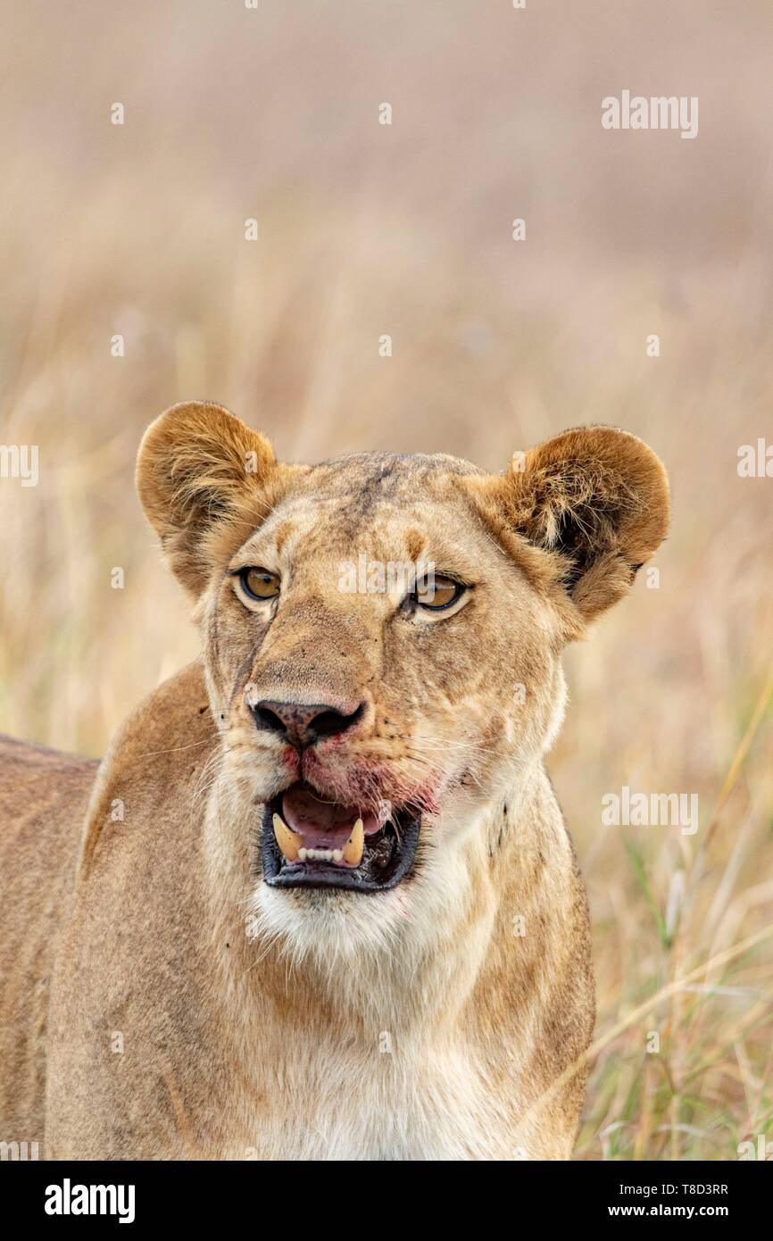 Kenya, Masai Mara Game Reserve, lion (Panthera leo), young one Stock ...