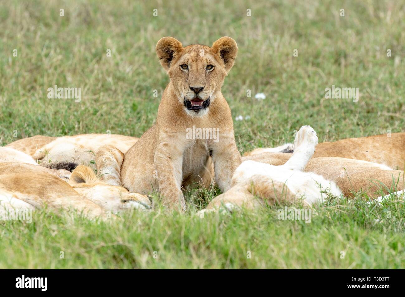 Kenya, Masai Mara Game Reserve, lion (Panthera leo), young male in the ...