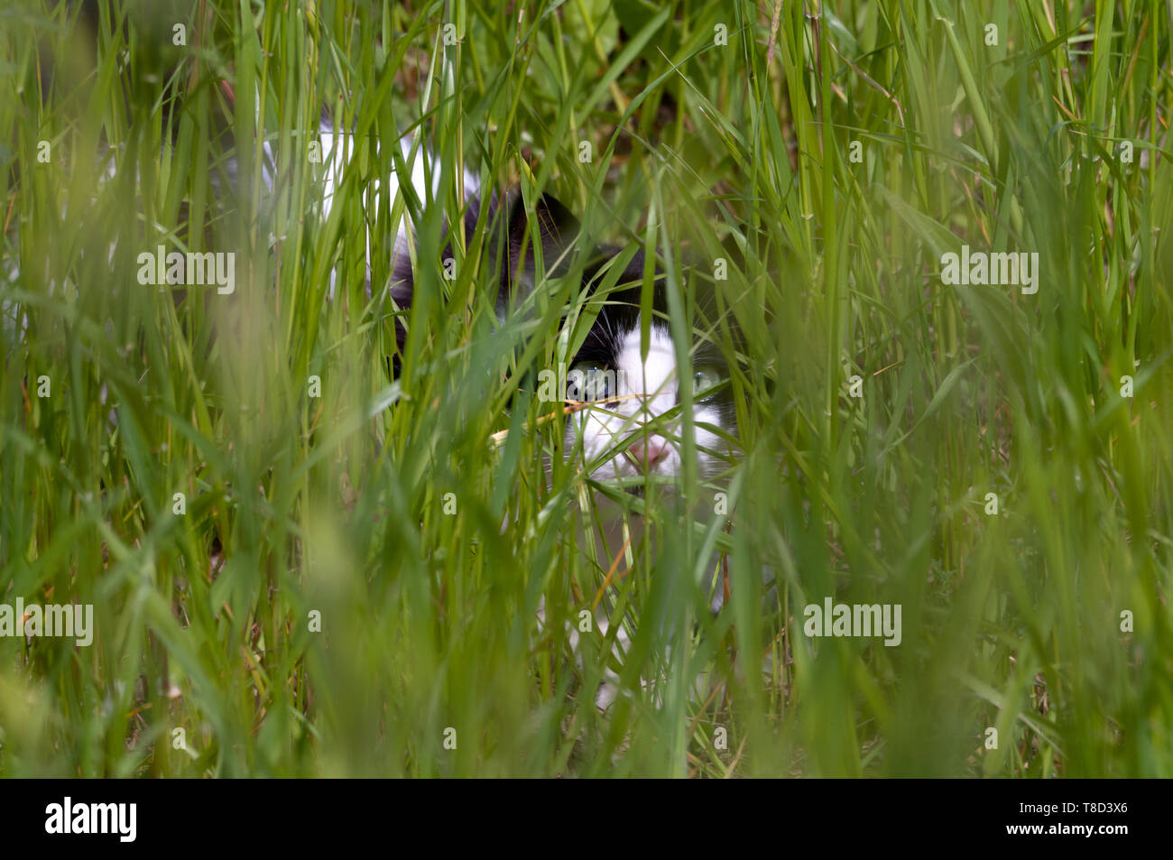 black and white cat hiding in the grass Stock Photo