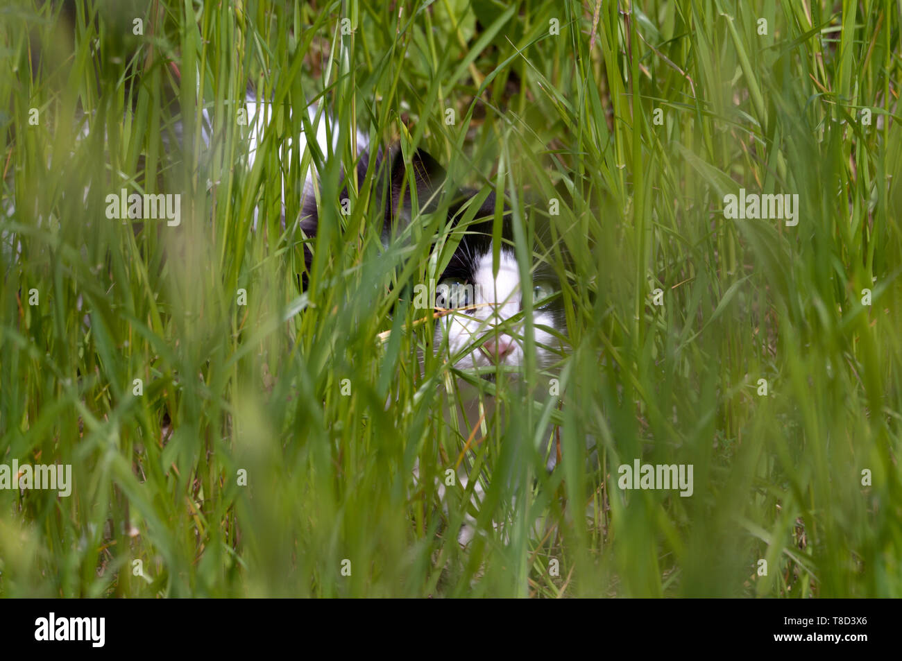 Cat hiding in grass hi-res stock photography and images - Alamy