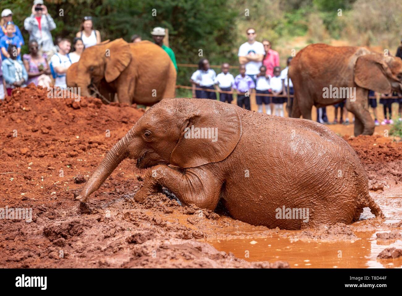 Kenya Nairobi National Park Elephant Orphanage Daphne Sheldrick African Elephant Loxodonta 