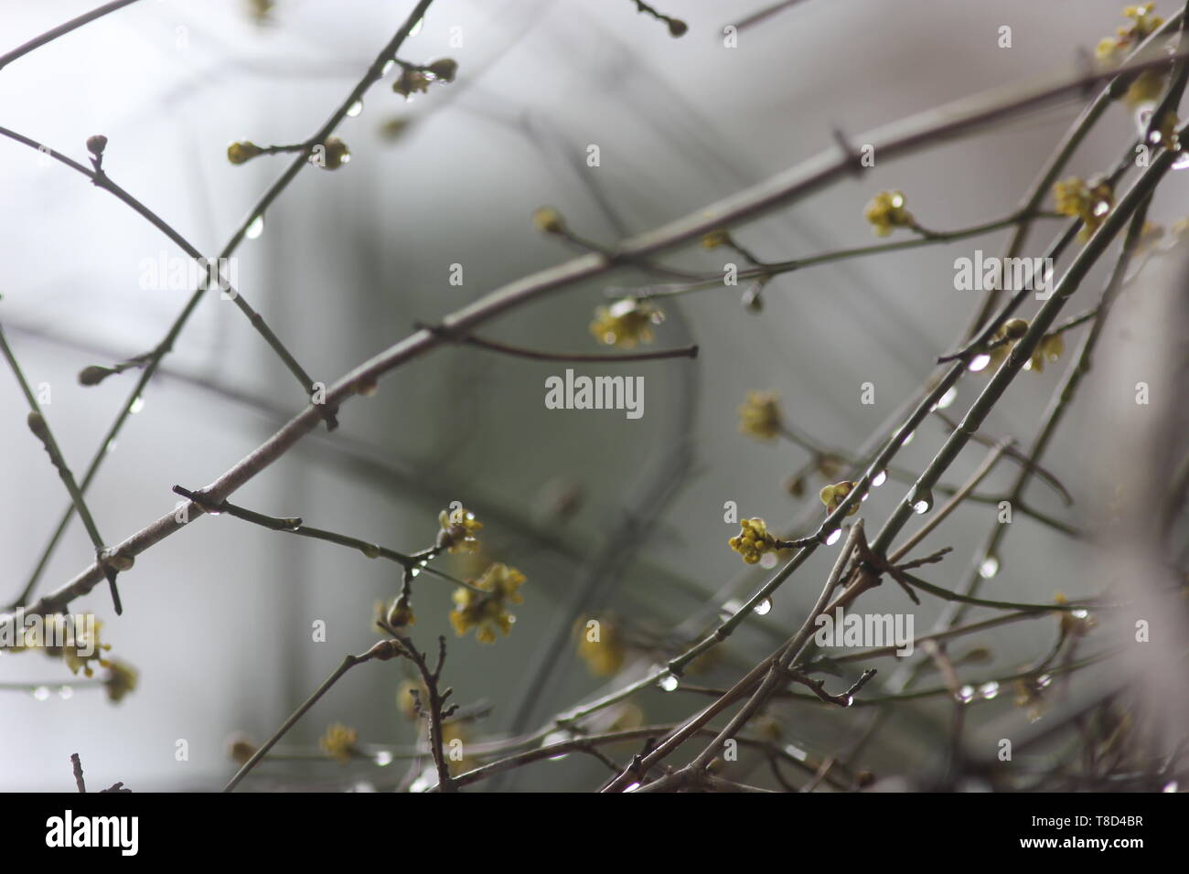 Bad rainy weather continues, but rain shows itself from its poetic side. Stock Photo