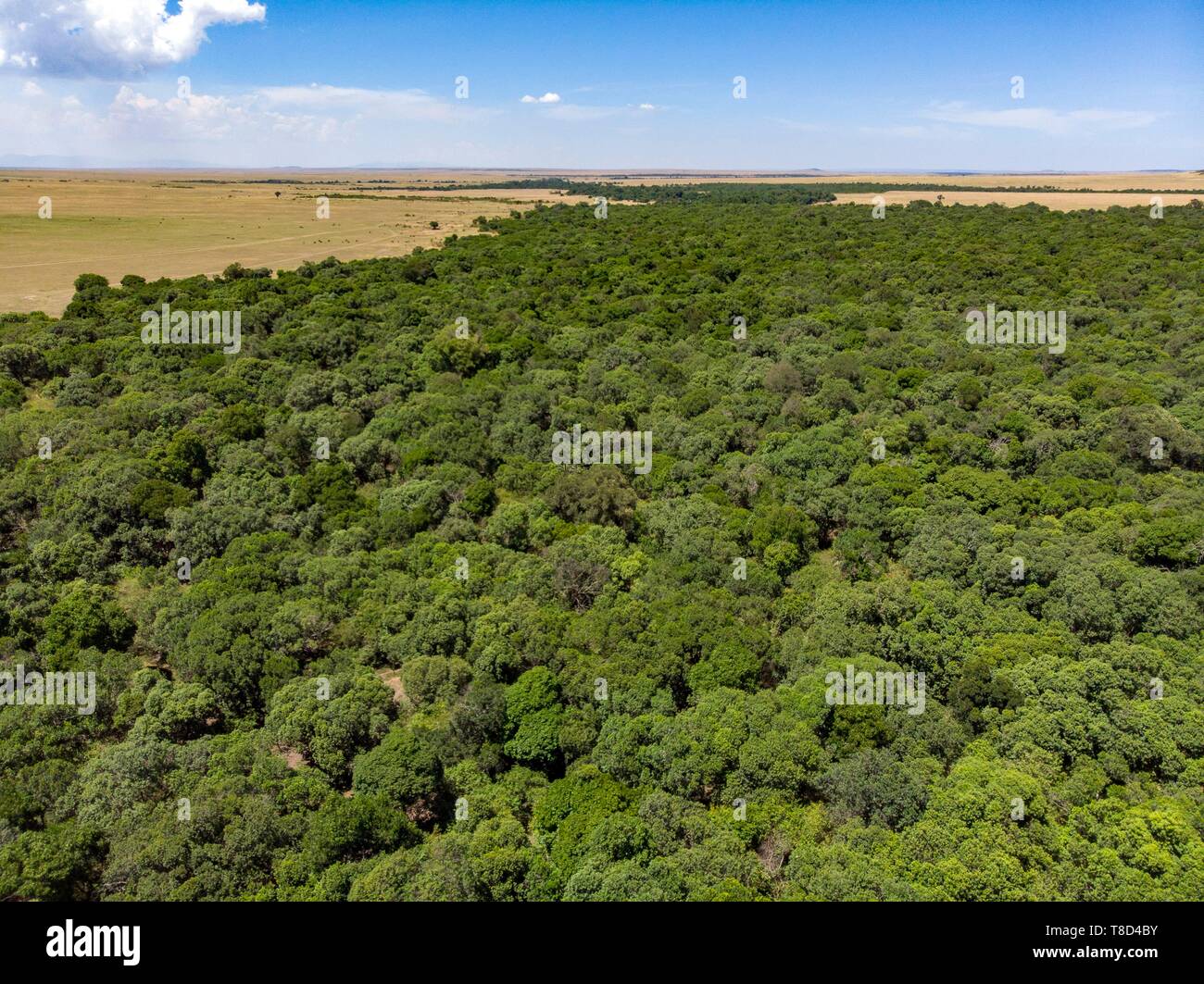 Kenya, Masai Mara Game Reserve, forest zone from a drone Stock Photo
