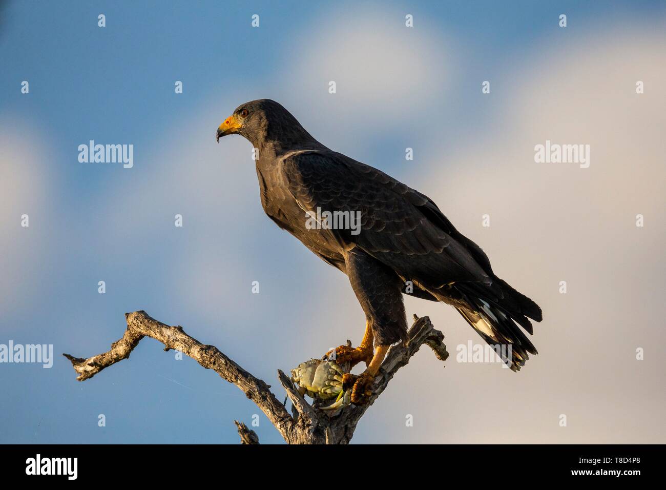 Greater Milan Stock Photos Greater Milan Stock Images Alamy