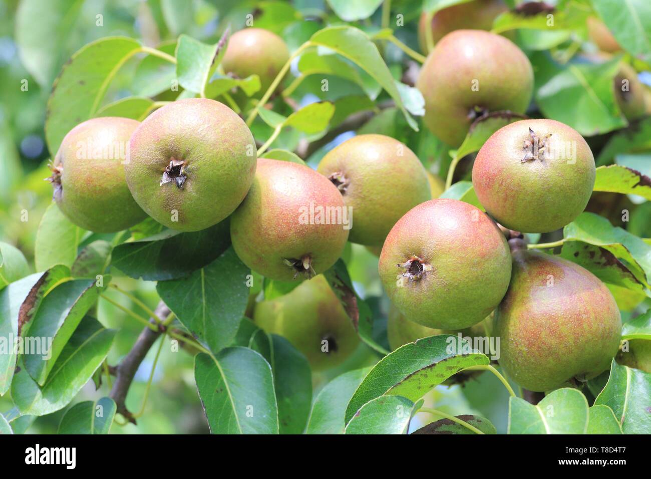 Pear trees and france hi-res stock photography and images - Alamy