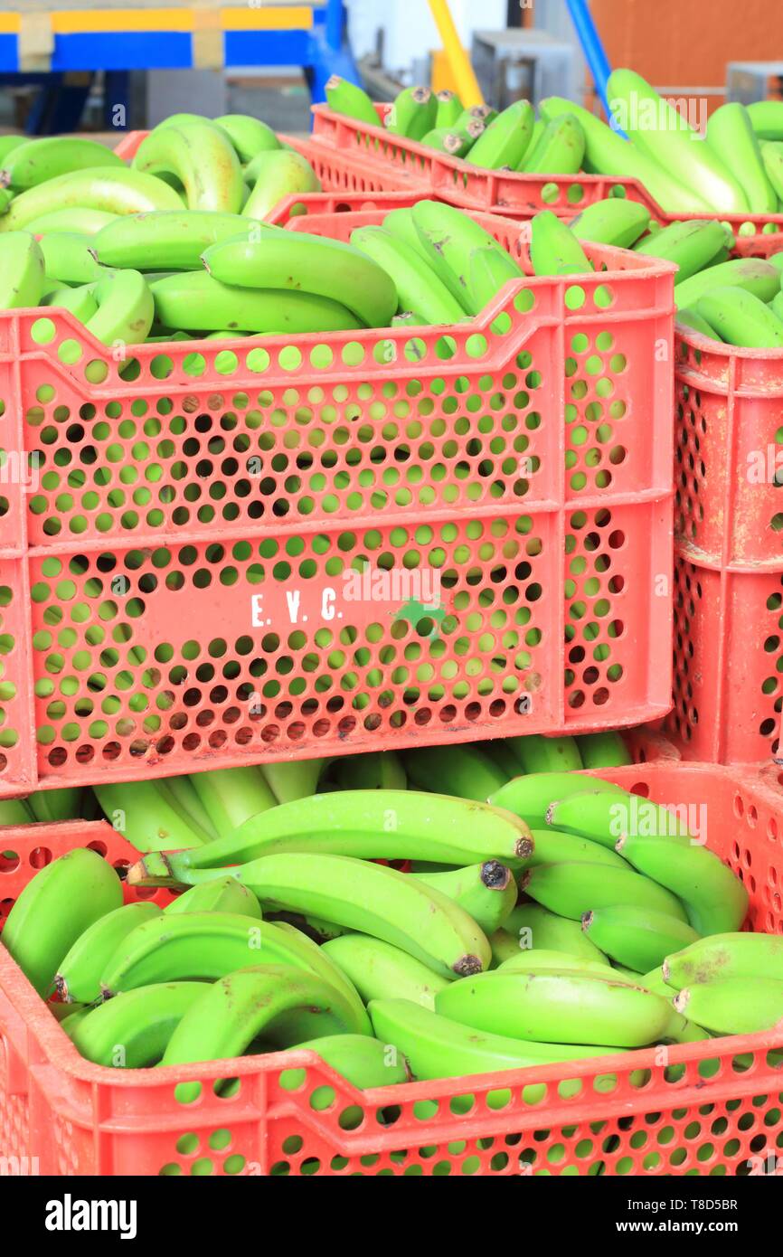 Banana factory hires stock photography and images Alamy