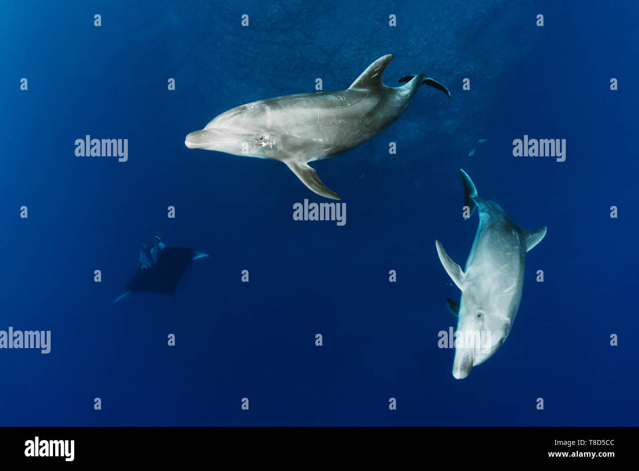 Bottlenose dolphins (Tursiops truncatus) and oceanic mantas swim together - underwater scenery of Revillagigedo Archipelago Stock Photo