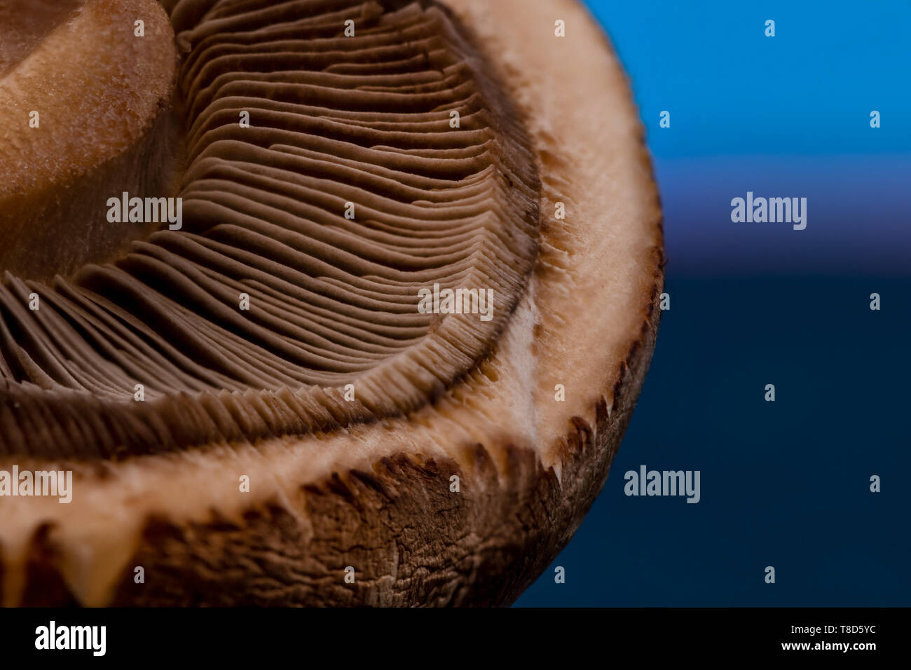 Texture Champignon abstract mushroom champignon texture pattern background with copy space ...