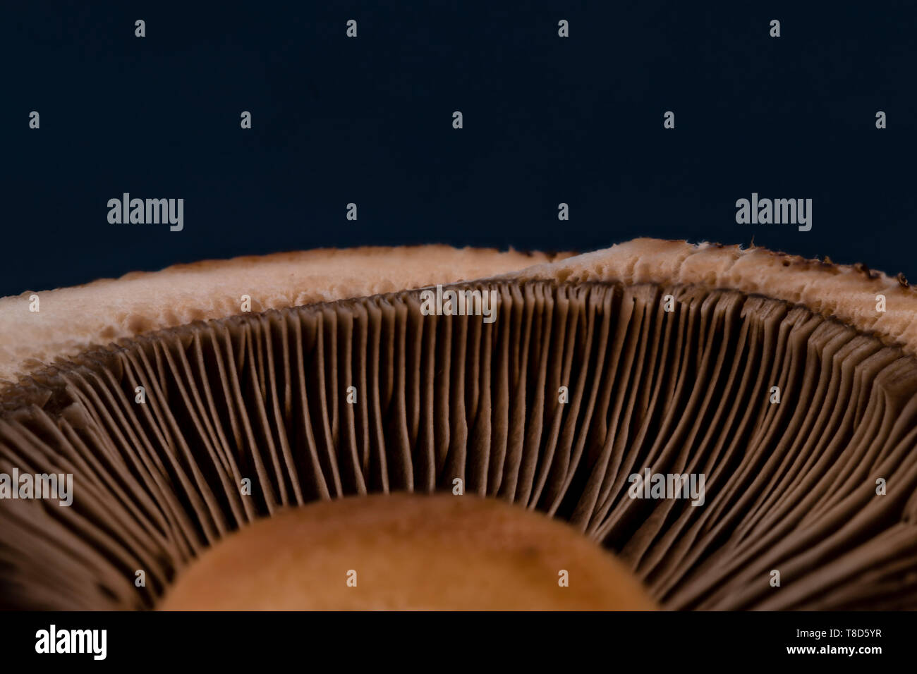 Texture Champignon abstract mushroom champignon texture pattern background with copy space ...