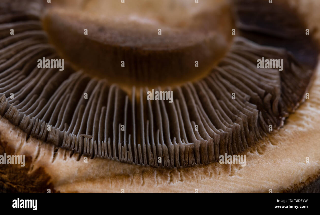 Texture Champignon abstract mushroom champignon texture pattern background with copy space ...