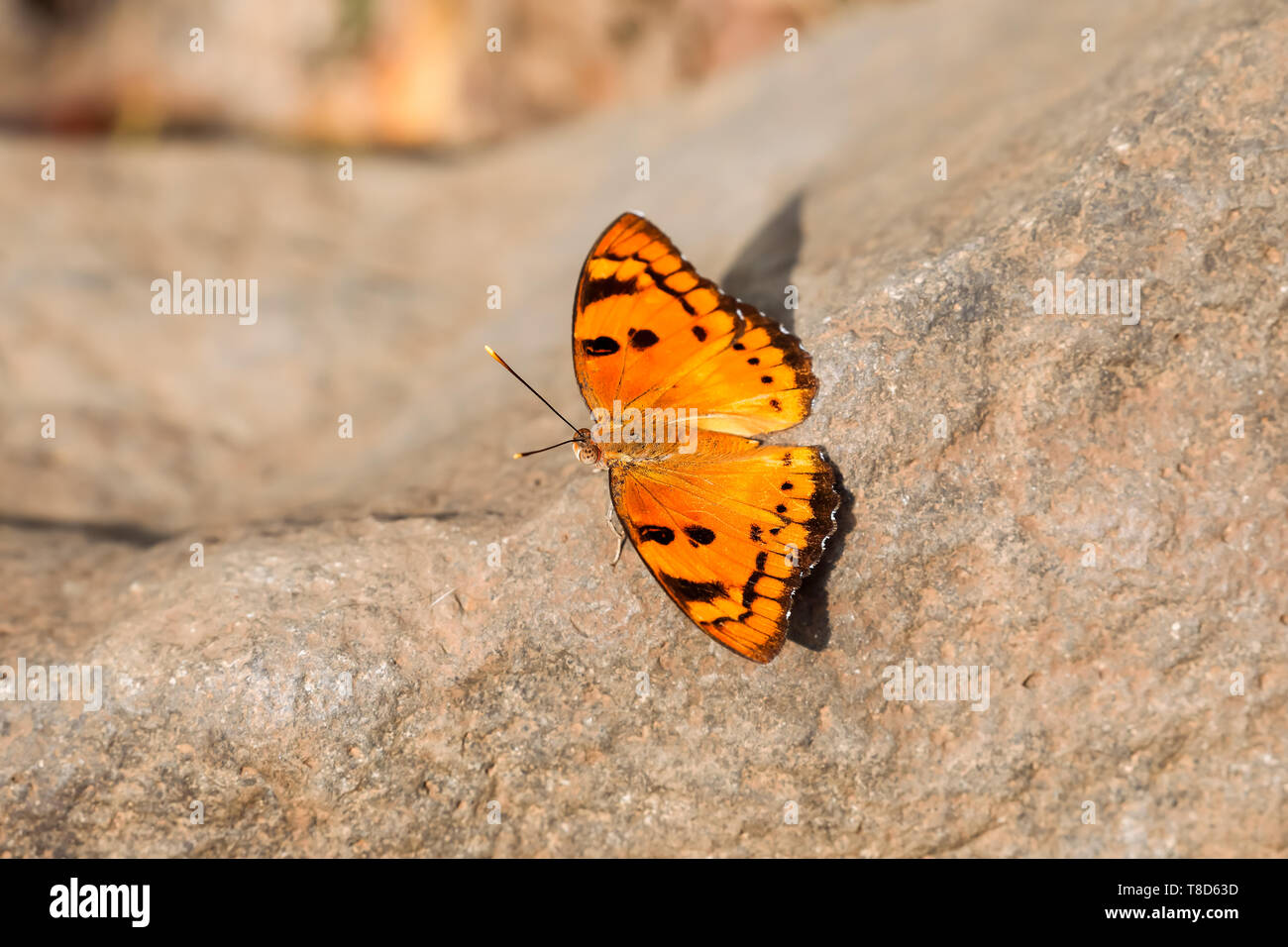 Euthalia nais, the baronet, is a species of Nymphalid butterfly found in South Asia. Stock Photo