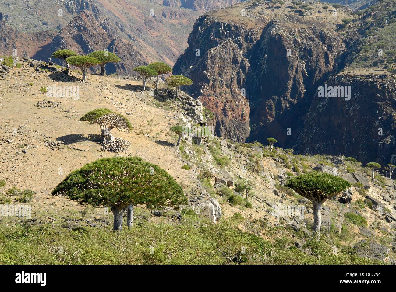 Yemen, Socotra Governorate, Socotra Island, listed as World Heritage by UNESCO, Dicksam, forest of Socotra dragon tree (Dracaena cinnabari), endemic species Stock Photo