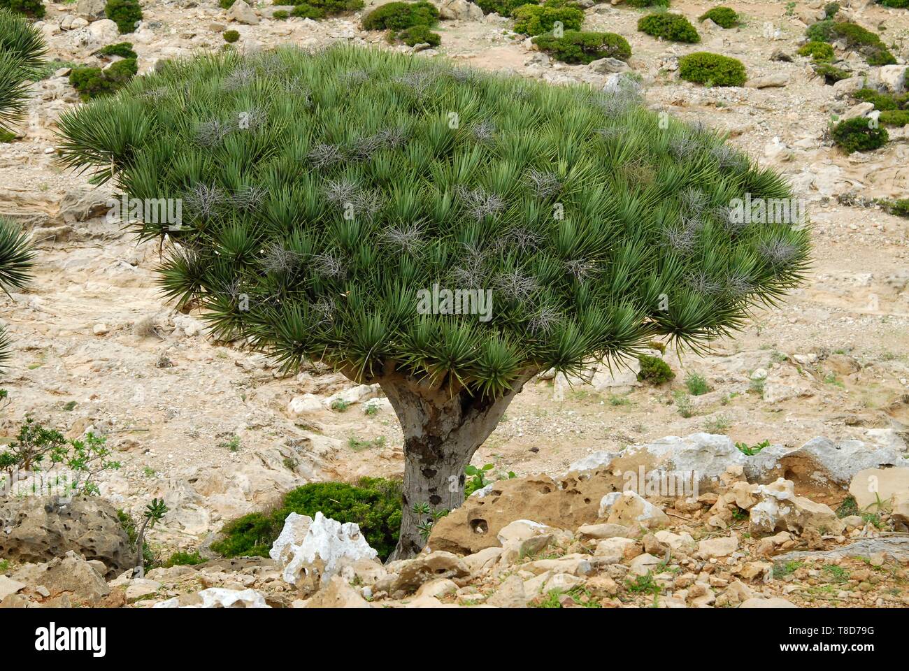 Yemen, Socotra Governorate, Socotra Island, listed as World Heritage by UNESCO, Homhil Natural Reserve, Socotra dragon tree (Dracaena cinnabari), endemic species Stock Photo