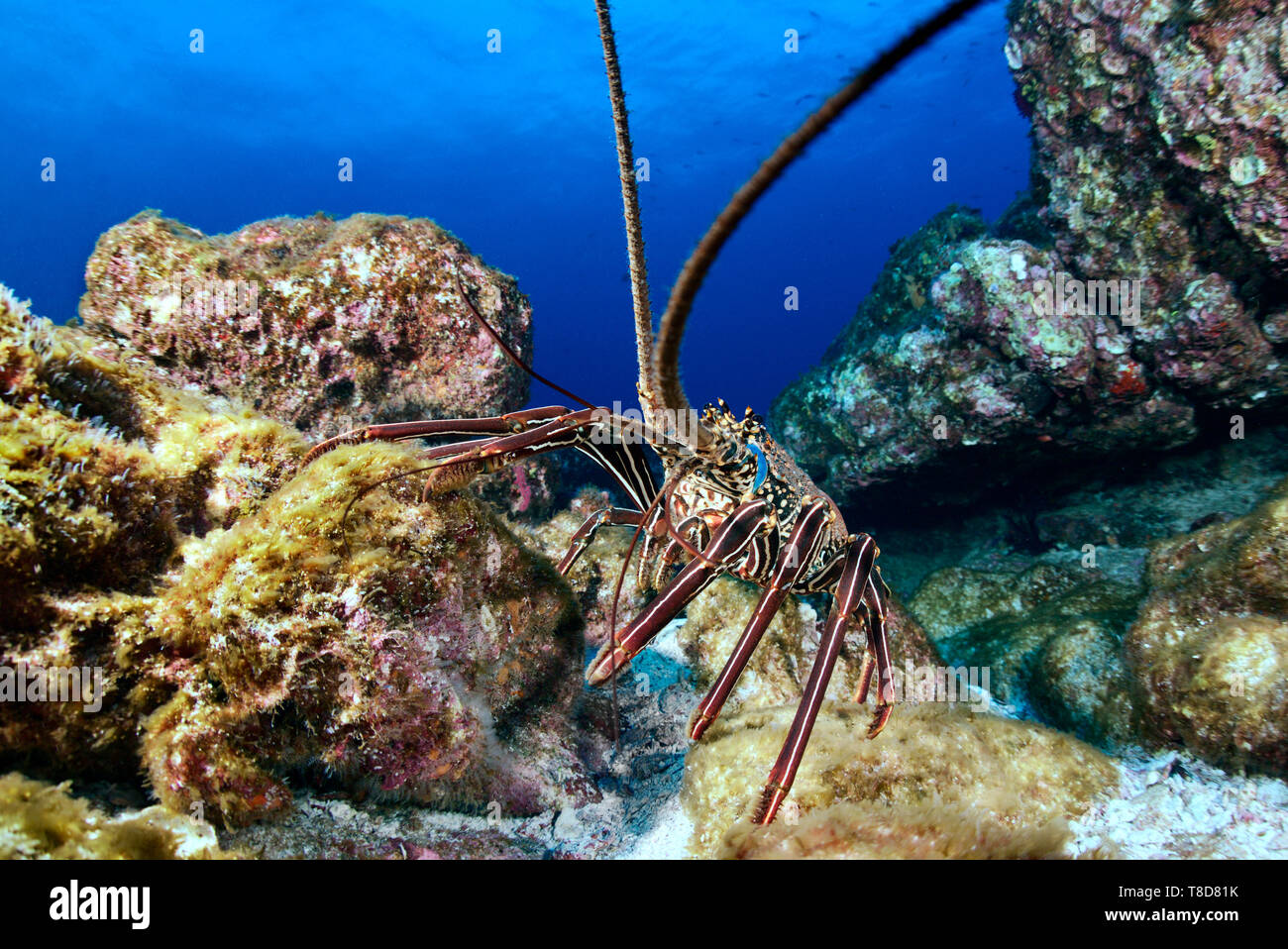 Huge painted spiny lobster (Panulirus versicolor) hides in the rocks of the underwater scenery of Revillagigedo Archipelago Stock Photo