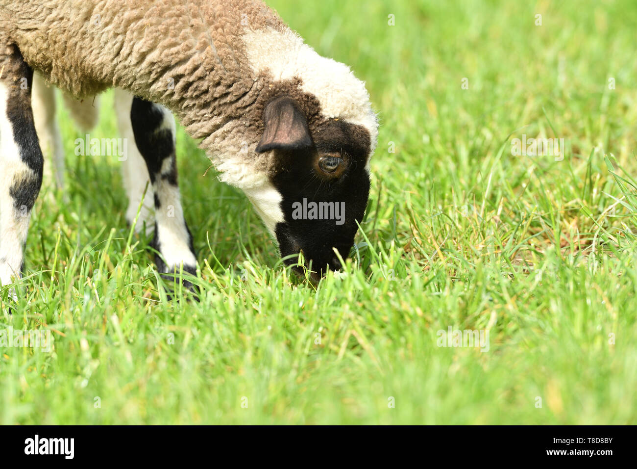domestic sheep walks on a meadow and eats grass Stock Photo - Alamy