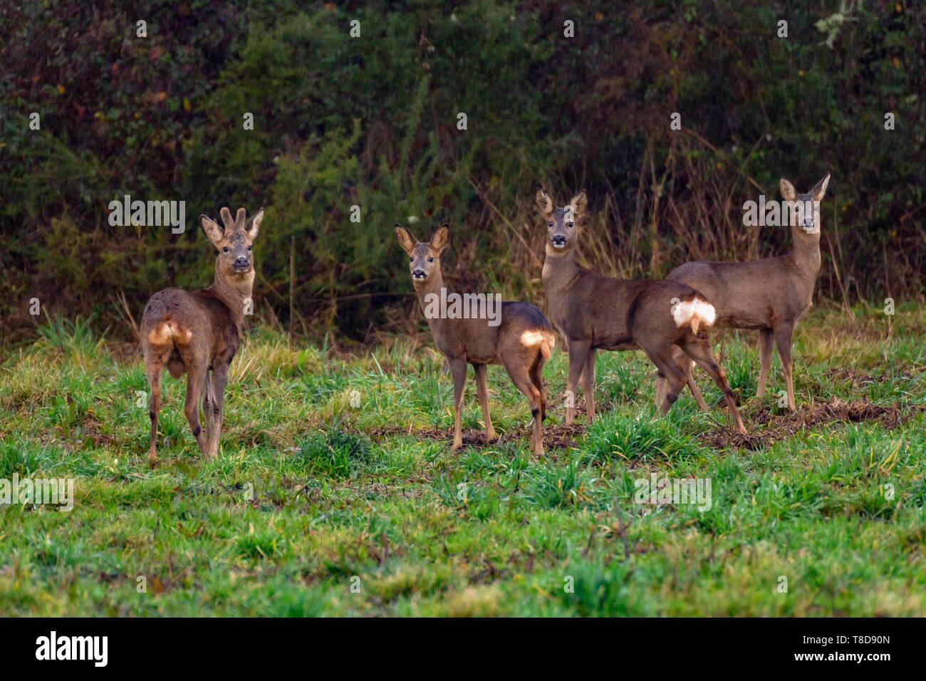 France, Landes, Arjuzanx, created on the site of a former lignite
