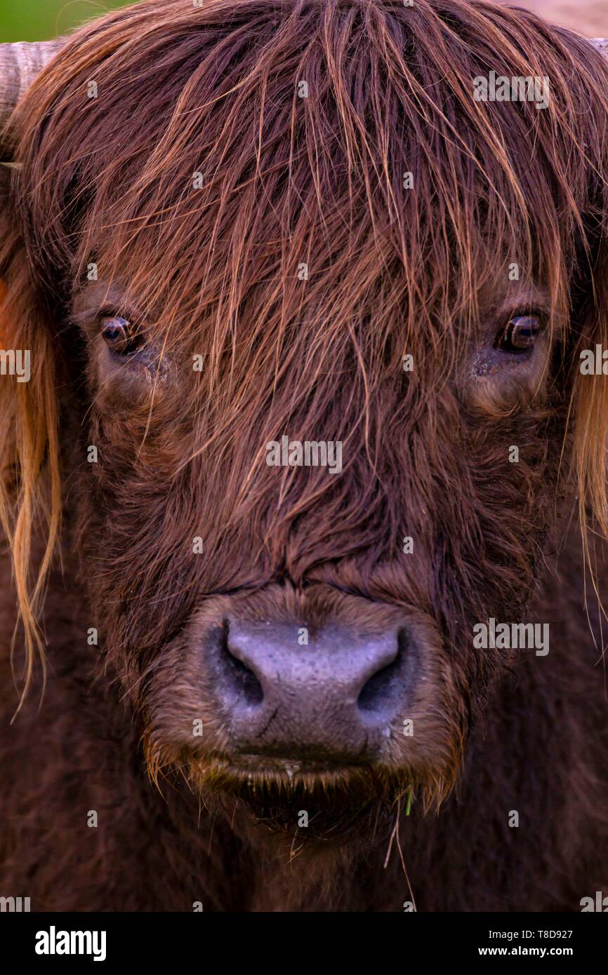France, Landes, Arjuzanx, created on the site of a former lignite quarry, the Arjuzanx National Nature Reserve welcomes cranes and the highland cow, native of the highlands of Scotland Stock Photo