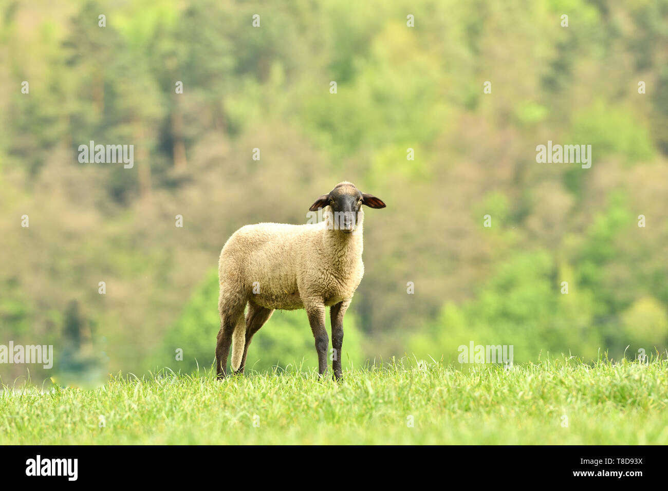 domestic sheep walks on a meadow and eats grass Stock Photo - Alamy