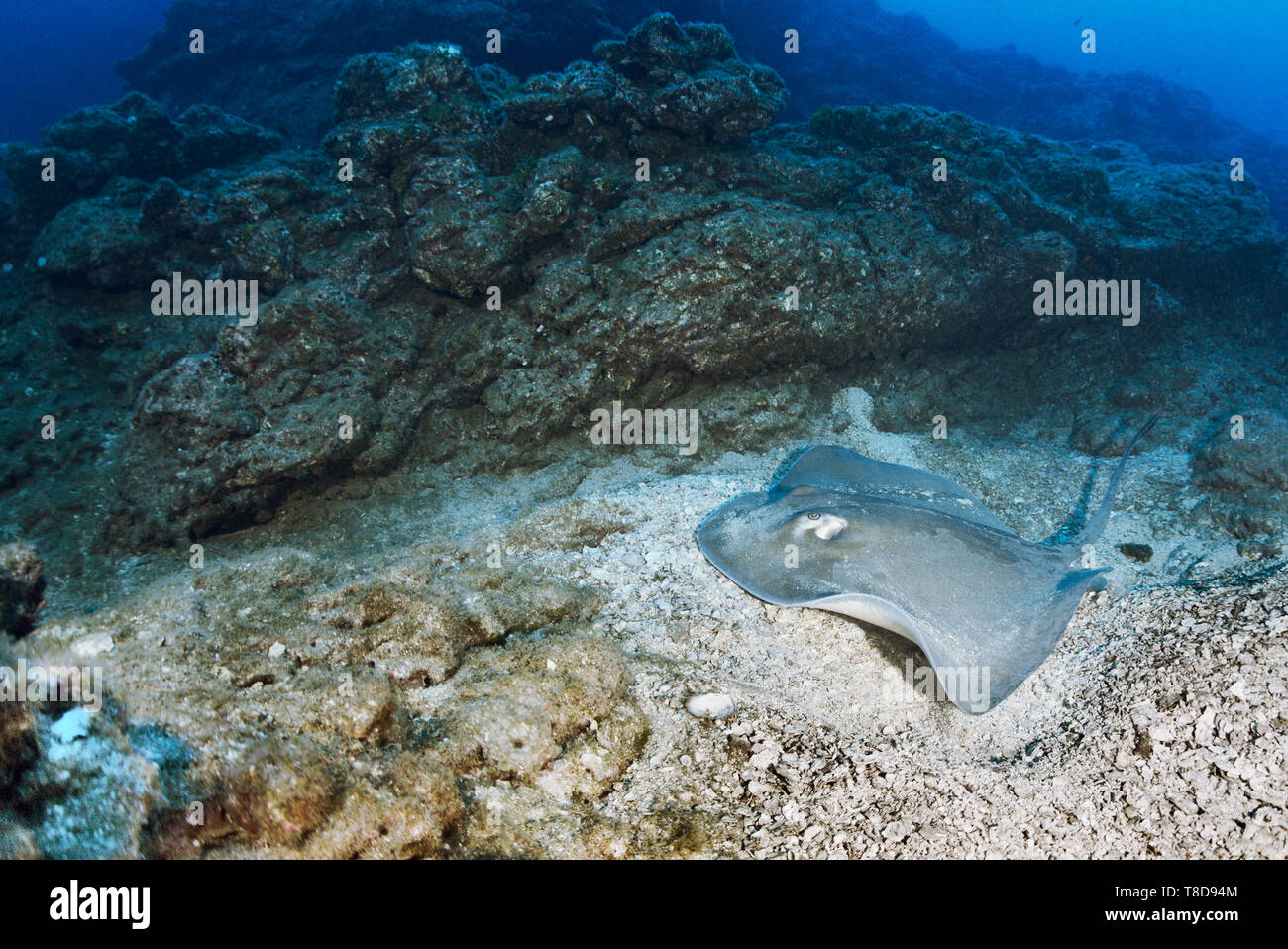 The common stingray (Dasyatis pastinaca) is swimming over the sand patch through the underwater scenery of Revillagigedo Archipelago Stock Photo