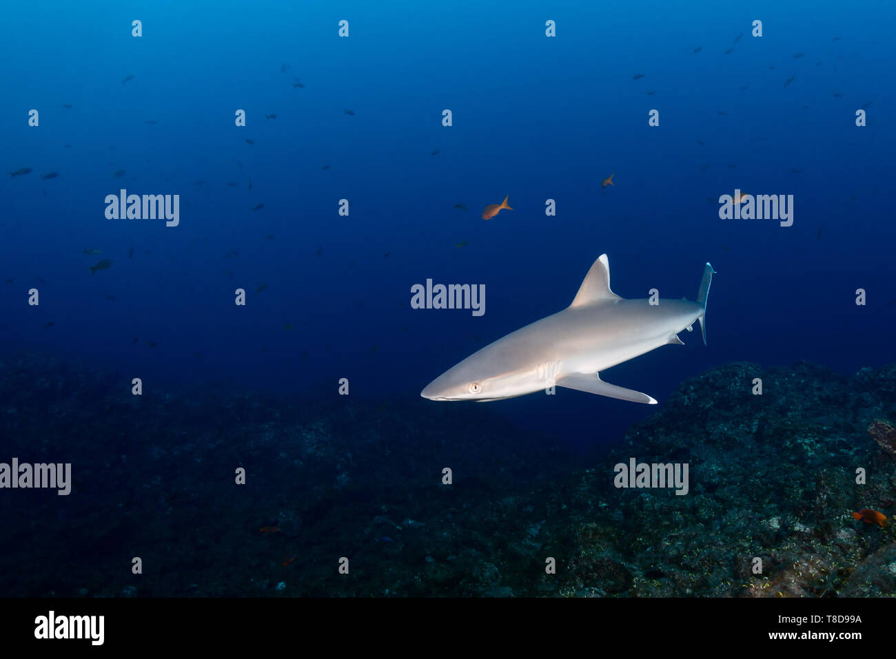 Elegant silvertip shark (Carcharhinus albimarginatus) swimming through ...