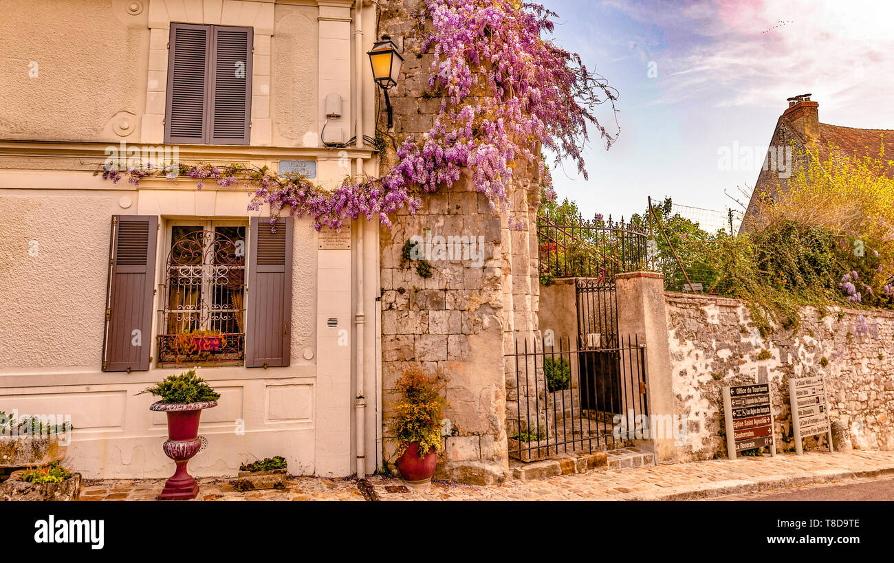 Wisteria blooming on the walls of the former church Saint-Thibaut and the adjacent house at Provins, Île-de-France, France Stock Photo