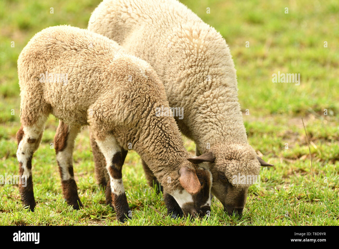 domestic sheep walks on a meadow and eats grass Stock Photo - Alamy