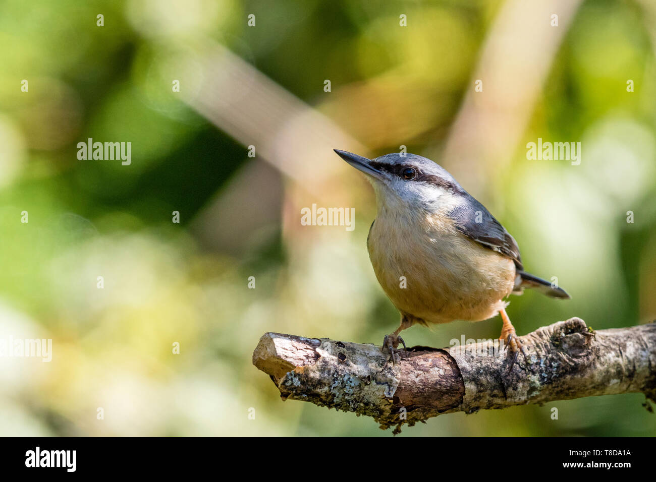 A European nuthatch in spring in mid Wales Stock Photo