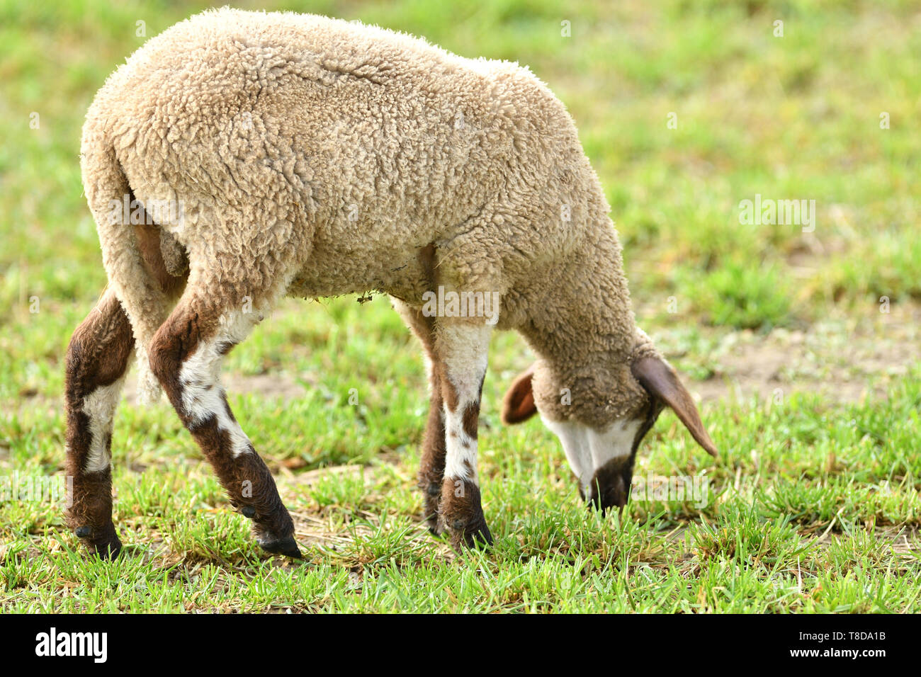 domestic sheep walks on a meadow and eats grass Stock Photo - Alamy