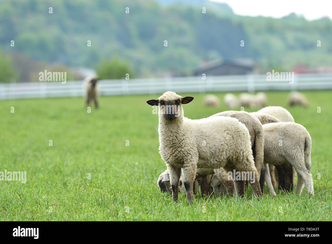 domestic sheep walks on a meadow and eats grass Stock Photo - Alamy