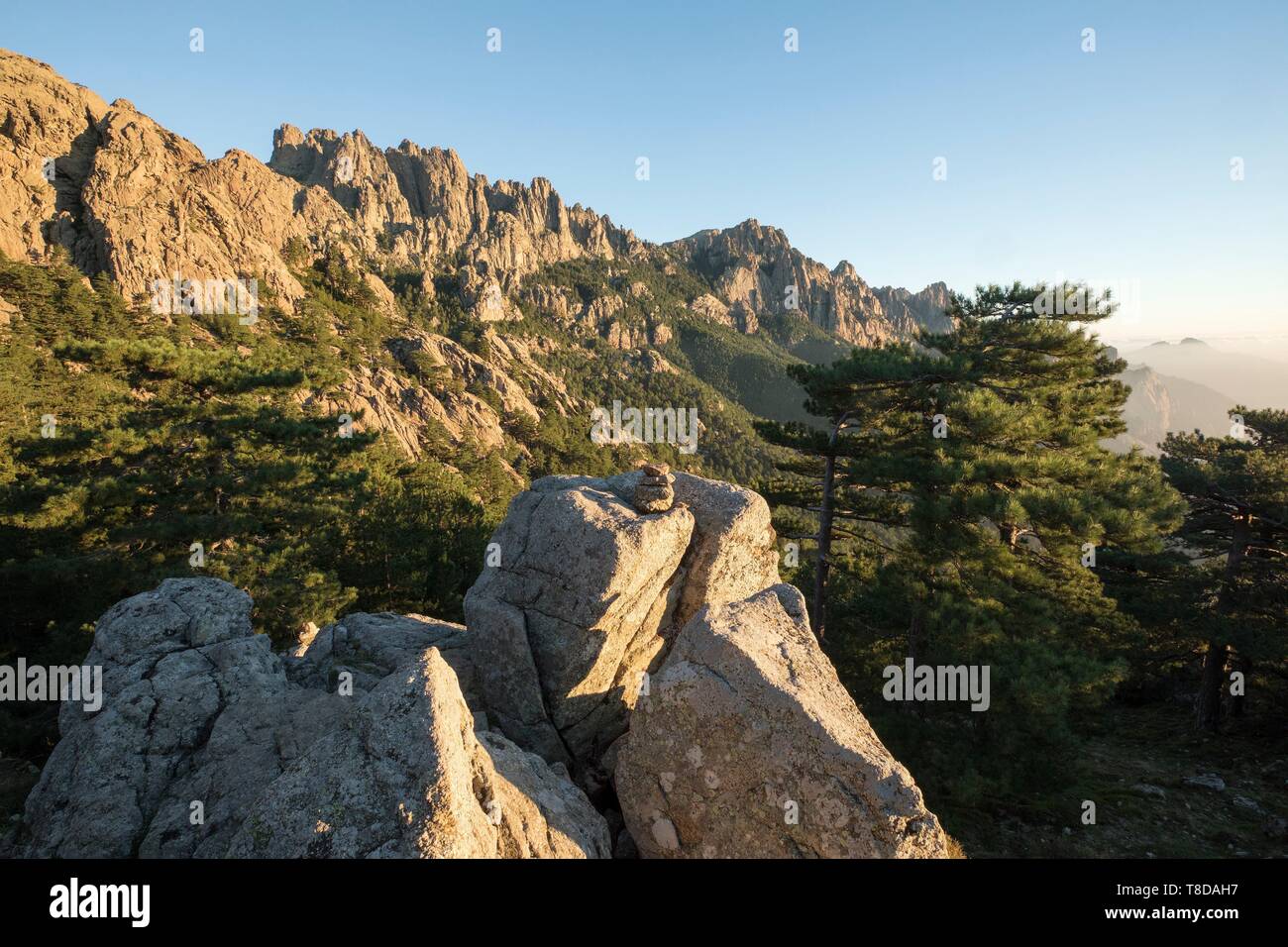 France, Corse du Sud, Quenza, Needles of Bavella from the Col de Bavella, Laricio de Corsica pine (Pinus nigra corsicana) Stock Photo
