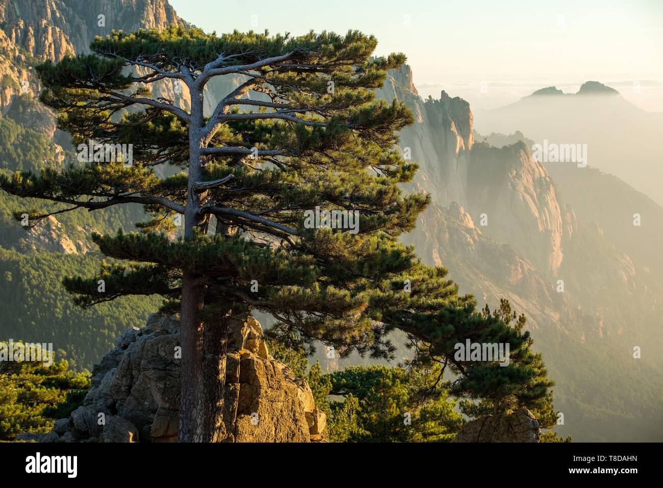 France, Corse du Sud, Quenza, Needles of Bavella from the Col de Bavella, Laricio de Corsica pine (Pinus nigra corsicana) Stock Photo