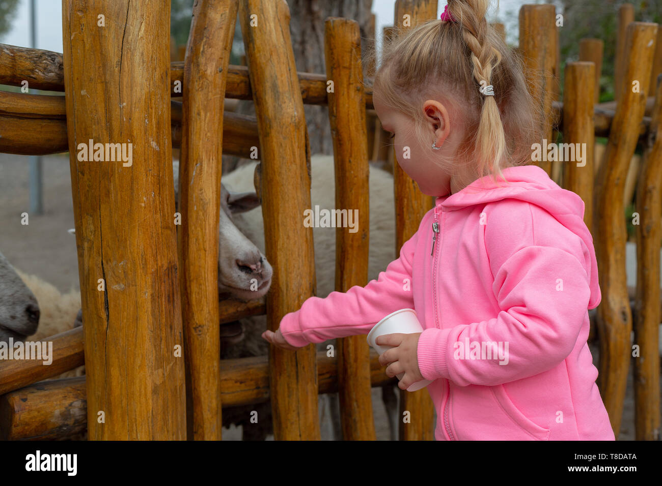 Young adorable girl feeding animals with a kibbles on a ranch on cold fall day. Pretty female child giving food to animal over fence. Little girl feed Stock Photo - Alamy Young adorable girl feeding animals with a kibbles on a ranch on cold fall day. Pretty female child giving food to animal over fence. Little girl feed Stock Photo - Alamy