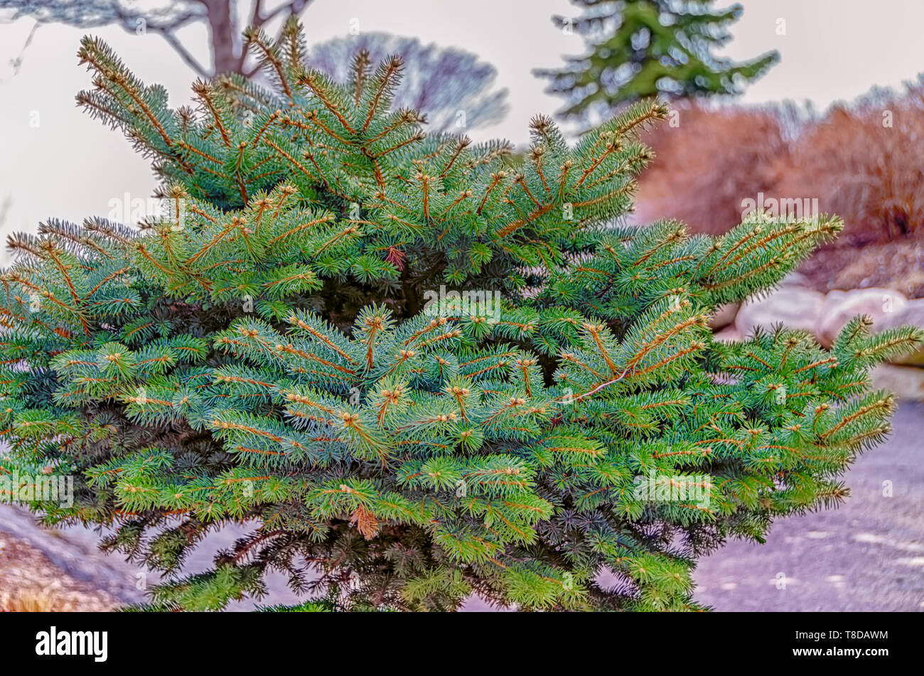 A young and healthy pine tree in a garden of a home. Stock Photo