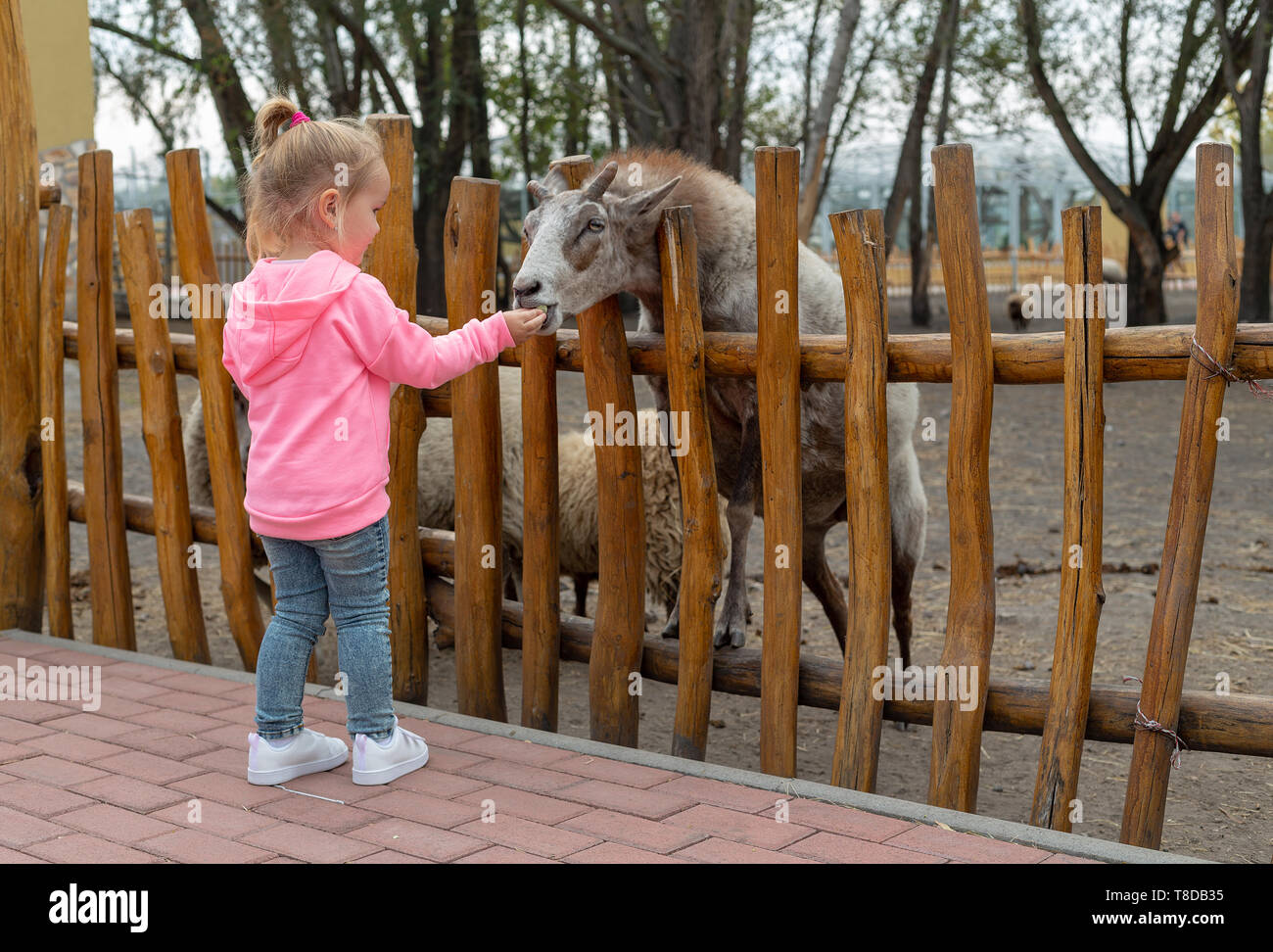Young adorable girl feeding animals with a kibbles on a ranch on cold fall  day. Pretty female child giving food to animal over fence Stock Photo -  Alamy