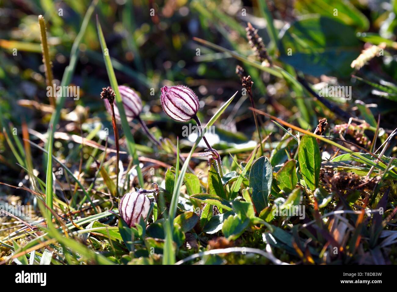 Greenland, North West coast, Smith sound north of Baffin Bay, Inglefield Land, site of Etah, Arctic flower (Melandrium apetalum) that grows in the tundra Stock Photo
