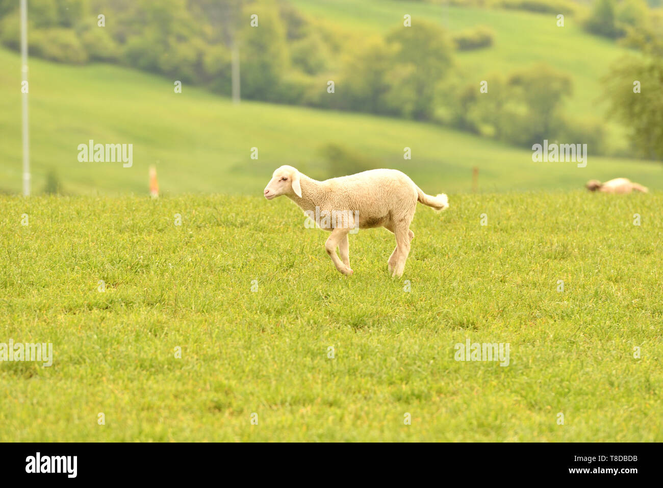 domestic sheep walks on a meadow and eats grass Stock Photo - Alamy