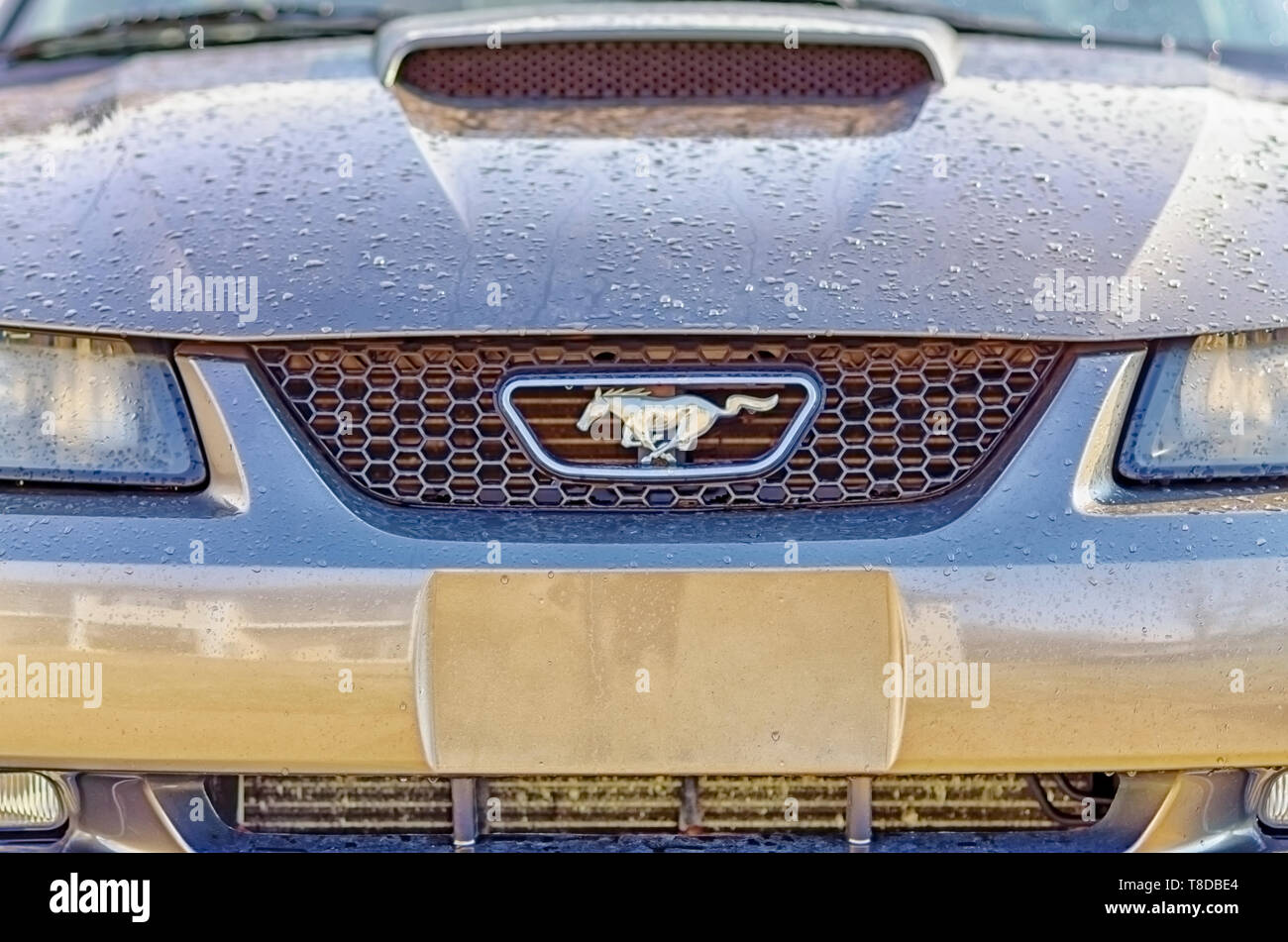 Rain water dripping off a Ford Mustang after a summer storm. Stock Photo