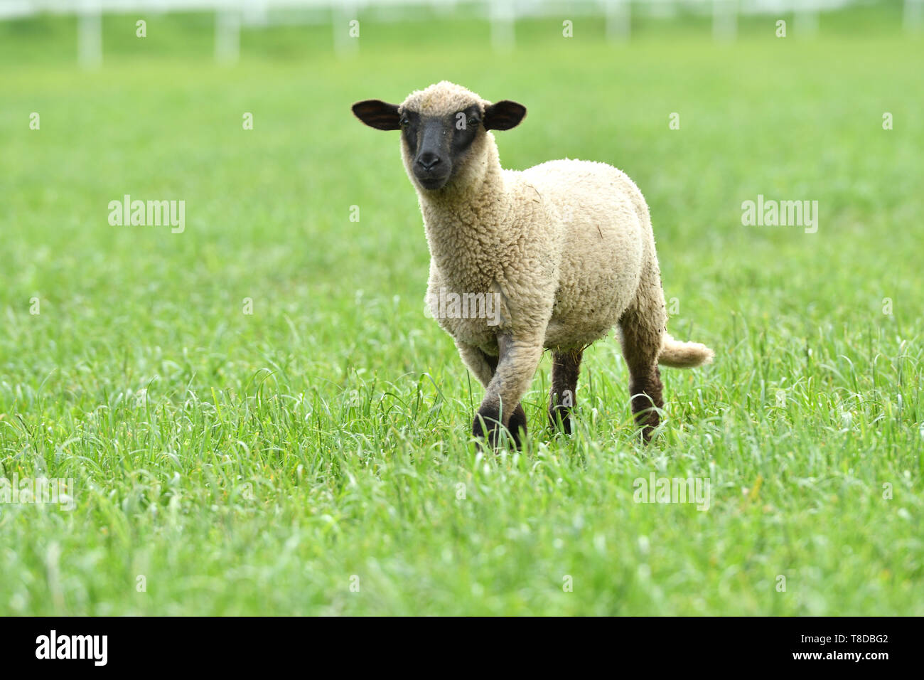 domestic sheep walks on a meadow and eats grass Stock Photo - Alamy