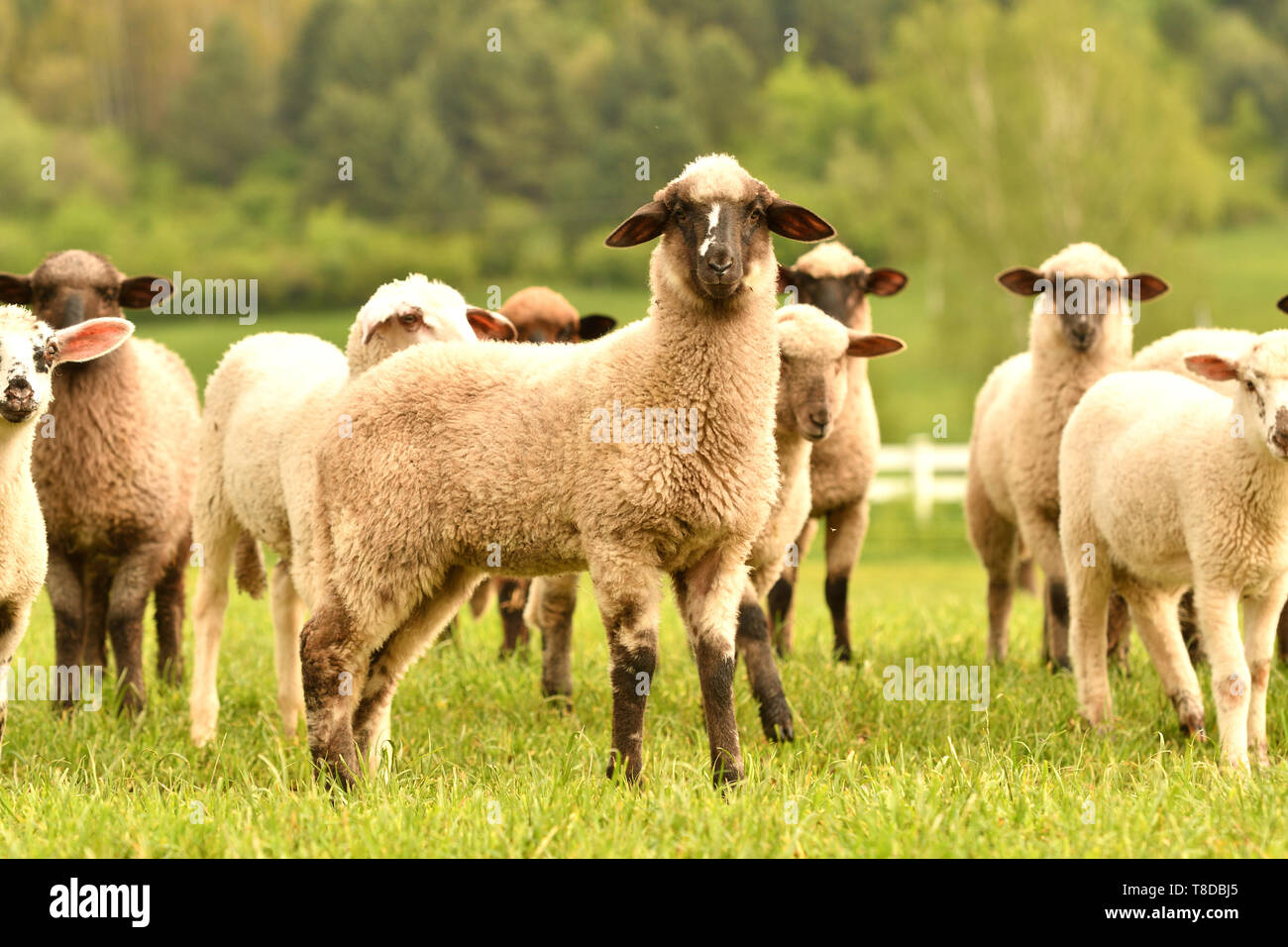 domestic sheep walks on a meadow and eats grass Stock Photo - Alamy