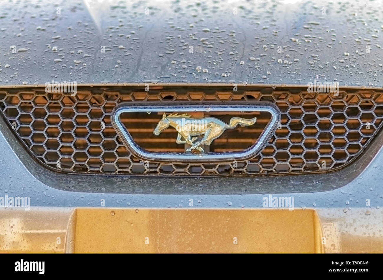 Rain water dripping off a Ford Mustang after a summer storm. The photograph also shows the Mustang radiator grille pony emblem. Stock Photo