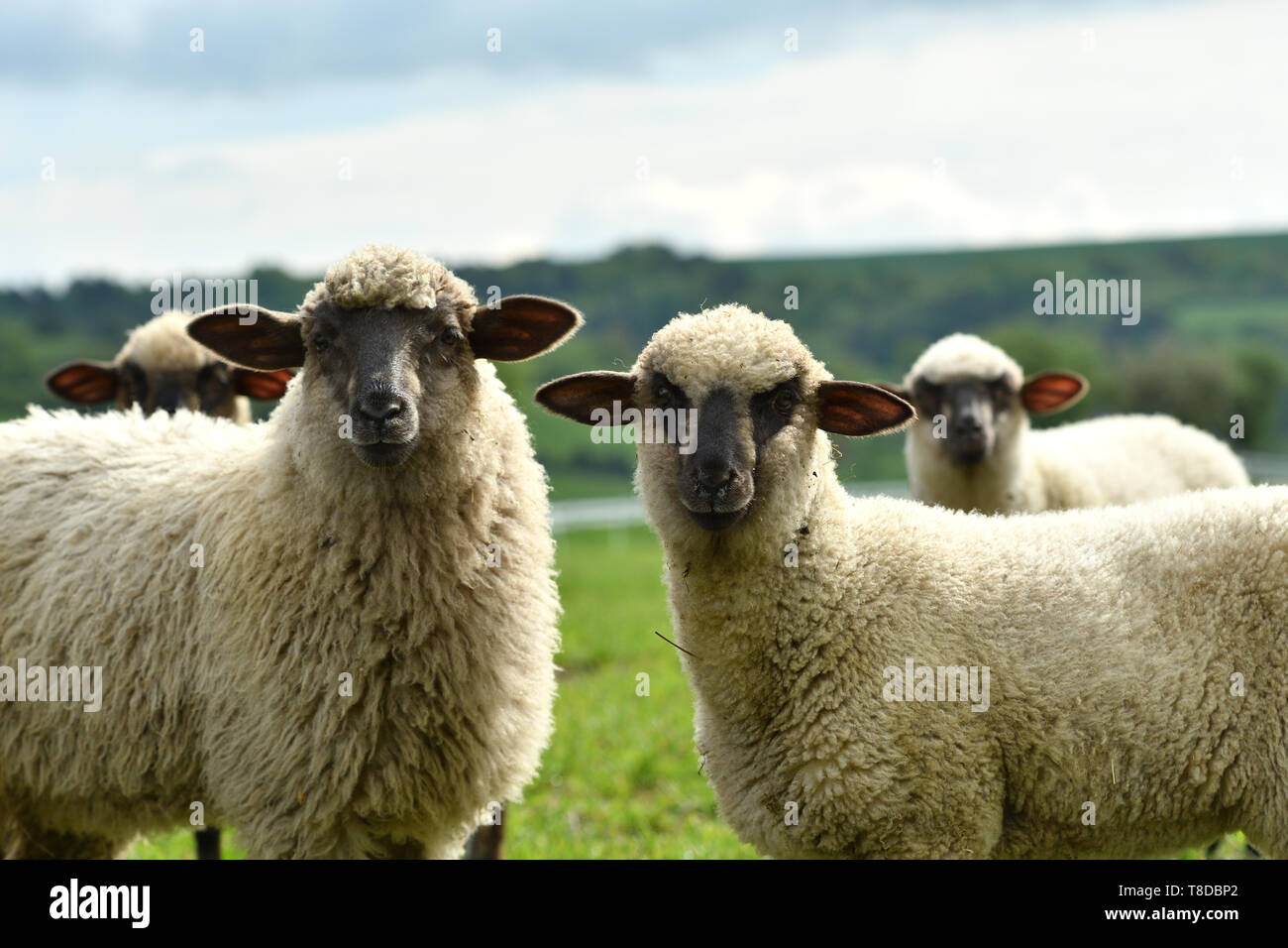 domestic sheep walks on a meadow and eats grass Stock Photo - Alamy